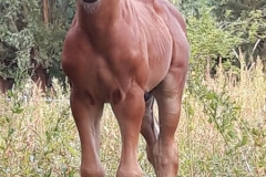 BabeauVDKattenEeck20190715_px450x850