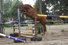 Babeau freejump 2020