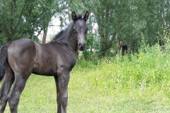 Elvis_veulen_nabelle_20190702_0