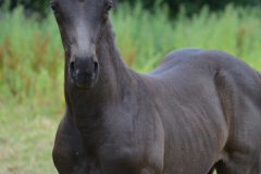 Elvis_veulen_nabelle_20190702_4