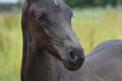 Elvis_veulen_nabelle_20190702_5