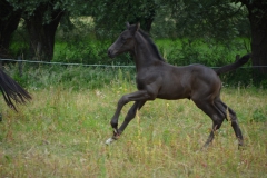 Elvis_veulen_nabelle_20190702_7