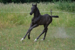Elvis_veulen_nabelle_20190702_8