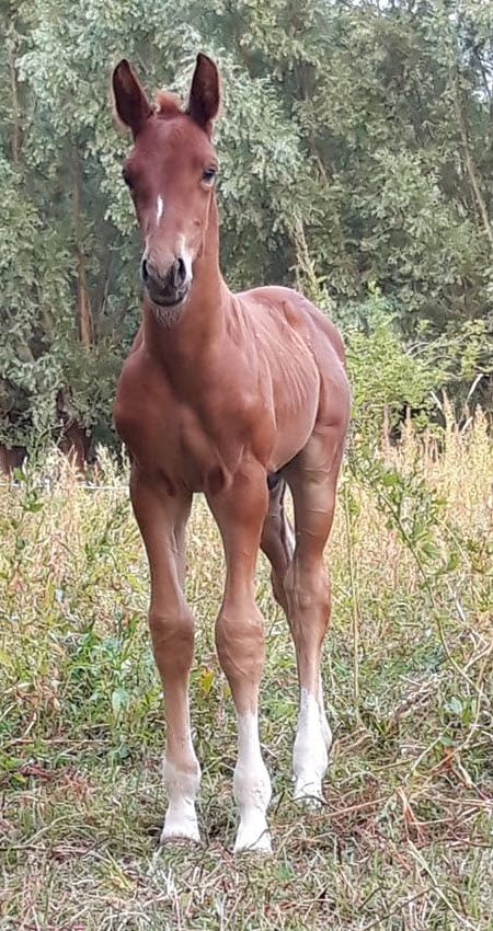BabeauVDKattenEeck20190715px450x850jpg